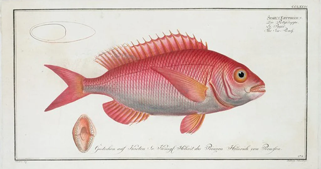 An illustration from Allgemeine Naturgeschichte der Fische. French = Ichtylogie, ou Histoire naturelle : generale et particuliere des poissons, 1785, leaf 290