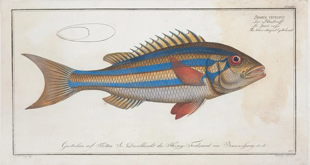 An illustration from Allgemeine Naturgeschichte der Fische. French = Ichtylogie, ou Histoire naturelle : generale et particuliere des poissons, 1785, leaf 291