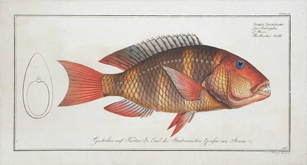 An illustration from Allgemeine Naturgeschichte der Fische. French = Ichtylogie, ou Histoire naturelle : generale et particuliere des poissons, 1785, leaf 292