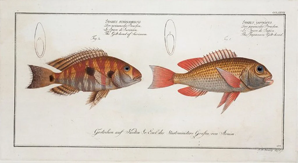 An illustration from Allgemeine Naturgeschichte der Fische. French = Ichtylogie, ou Histoire naturelle : generale et particuliere des poissons, 1785, leaf 293