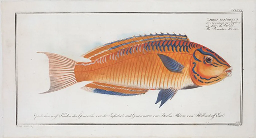 An illustration from Allgemeine Naturgeschichte der Fische. French = Ichtylogie, ou Histoire naturelle : generale et particuliere des poissons, 1785, leaf 296