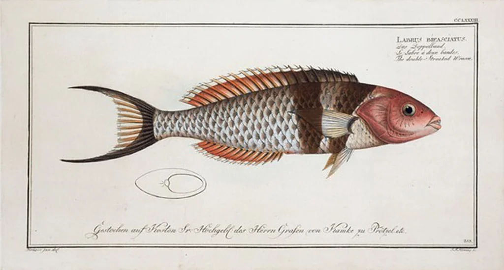 An illustration from Allgemeine Naturgeschichte der Fische. French = Ichtylogie, ou Histoire naturelle : generale et particuliere des poissons, 1785, leaf 299