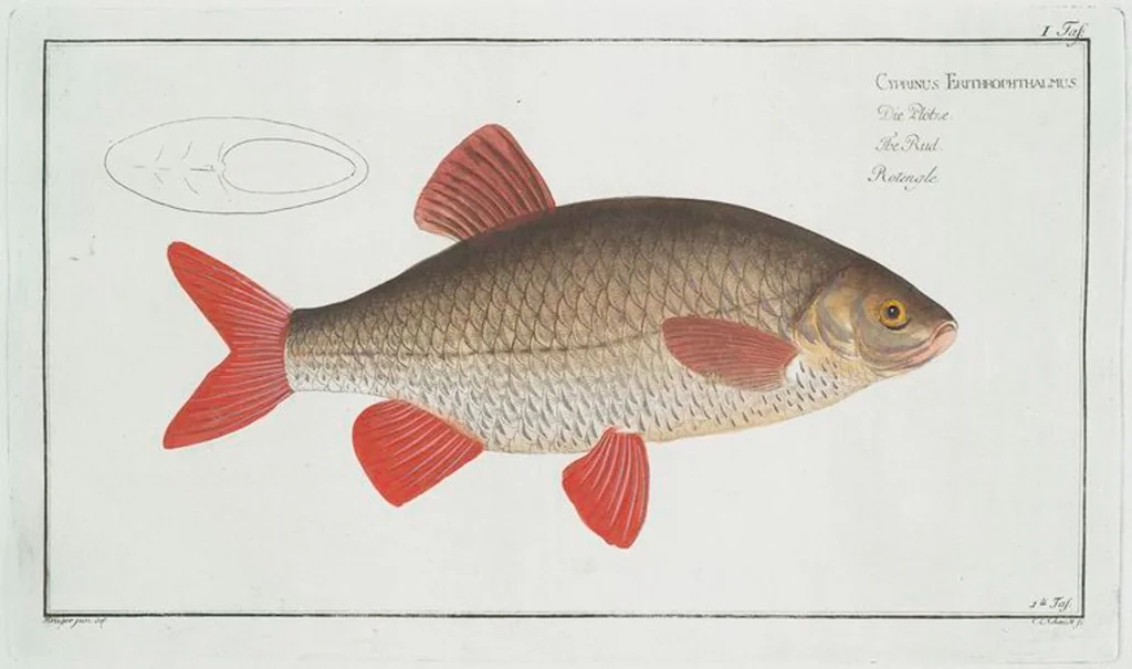An illustration from Allgemeine Naturgeschichte der Fische. French = Ichtylogie, ou Histoire naturelle : generale et particuliere des poissons, 1785, leaf 3