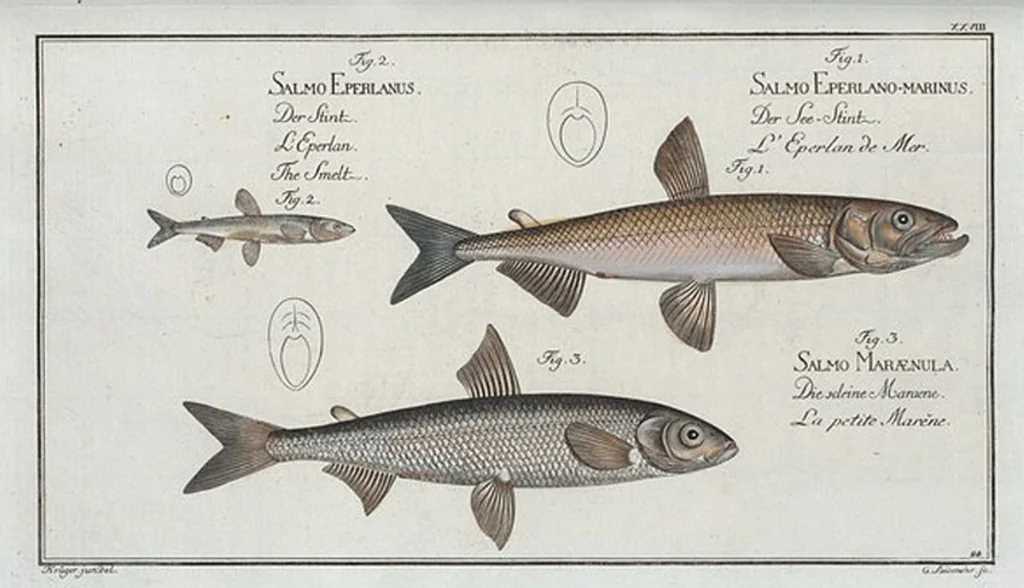 An illustration from Allgemeine Naturgeschichte der Fische. French = Ichtylogie, ou Histoire naturelle : generale et particuliere des poissons, 1785, leaf 30