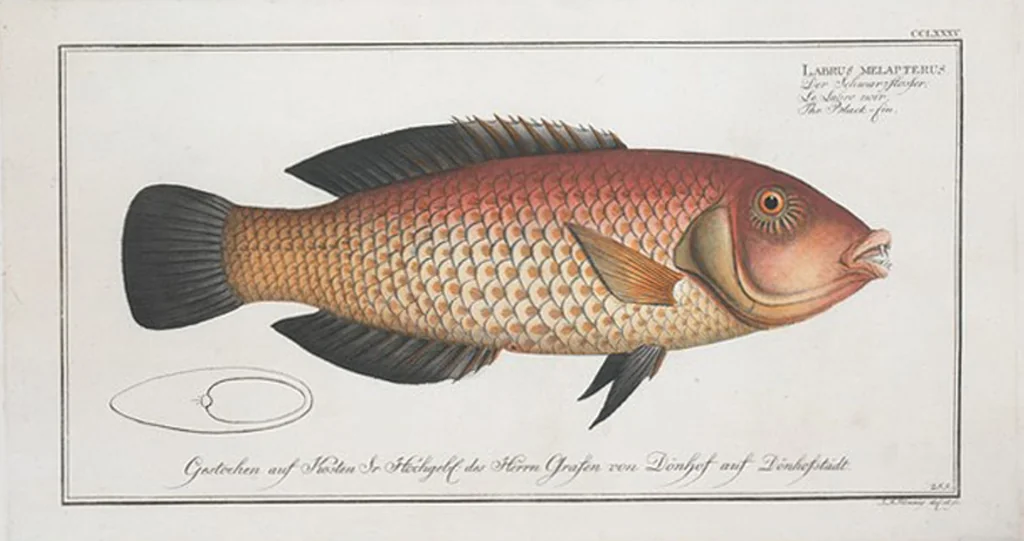 An illustration from Allgemeine Naturgeschichte der Fische. French = Ichtylogie, ou Histoire naturelle : generale et particuliere des poissons, 1785, leaf 301