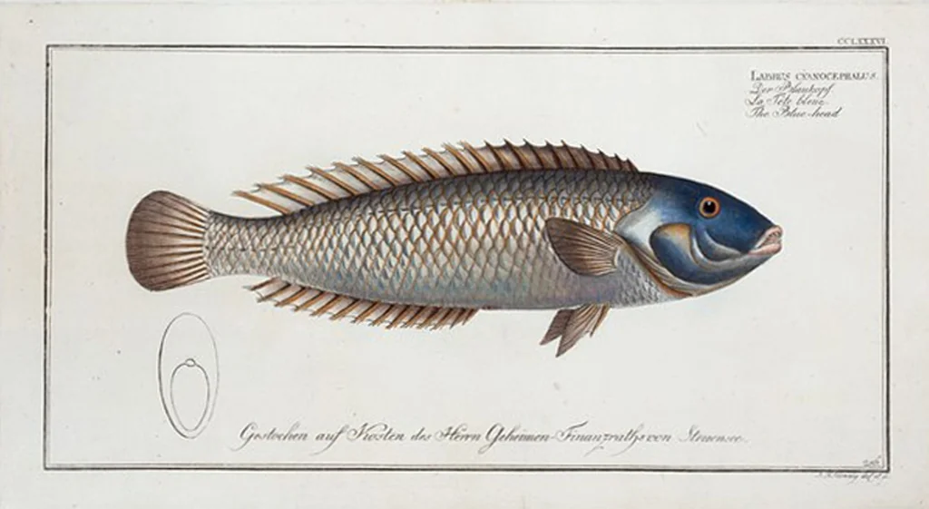 An illustration from Allgemeine Naturgeschichte der Fische. French = Ichtylogie, ou Histoire naturelle : generale et particuliere des poissons, 1785, leaf 302