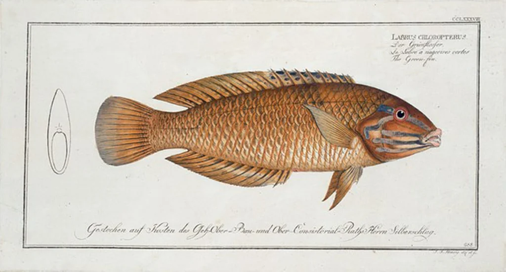 An illustration from Allgemeine Naturgeschichte der Fische. French = Ichtylogie, ou Histoire naturelle : generale et particuliere des poissons, 1785, leaf 304