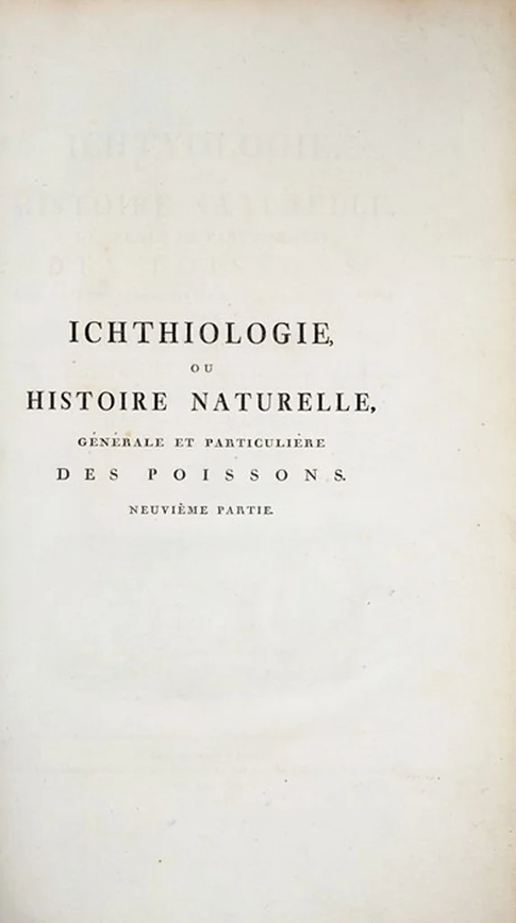 An illustration from Allgemeine Naturgeschichte der Fische. French = Ichtylogie, ou Histoire naturelle : generale et particuliere des poissons, 1785, leaf 305