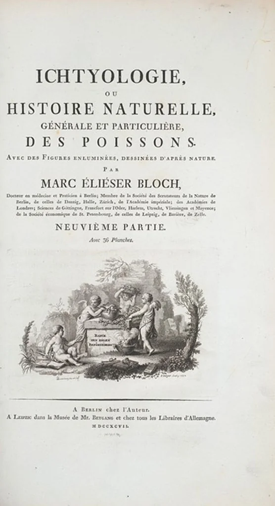 An illustration from Allgemeine Naturgeschichte der Fische. French = Ichtylogie, ou Histoire naturelle : generale et particuliere des poissons, 1785, leaf 306