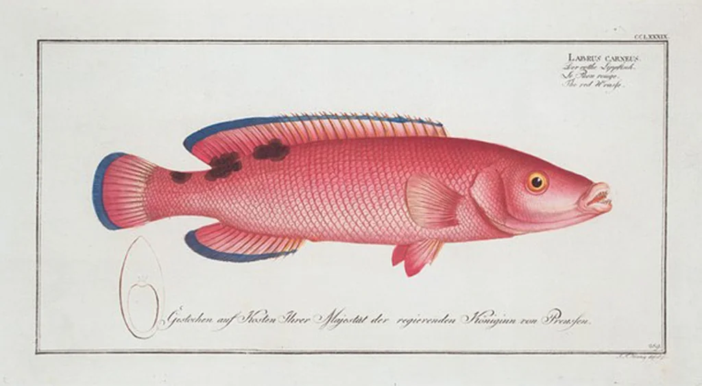 An illustration from Allgemeine Naturgeschichte der Fische. French = Ichtylogie, ou Histoire naturelle : generale et particuliere des poissons, 1785, leaf 307