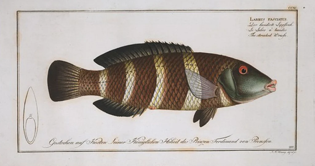 An illustration from Allgemeine Naturgeschichte der Fische. French = Ichtylogie, ou Histoire naturelle : generale et particuliere des poissons, 1785, leaf 308