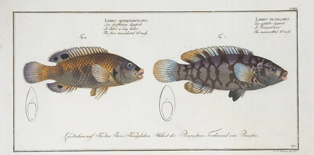 An illustration from Allgemeine Naturgeschichte der Fische. French = Ichtylogie, ou Histoire naturelle : generale et particuliere des poissons, 1785, leaf 309