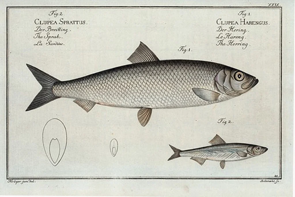 An illustration from Allgemeine Naturgeschichte der Fische. French = Ichtylogie, ou Histoire naturelle : generale et particuliere des poissons, 1785, leaf 31