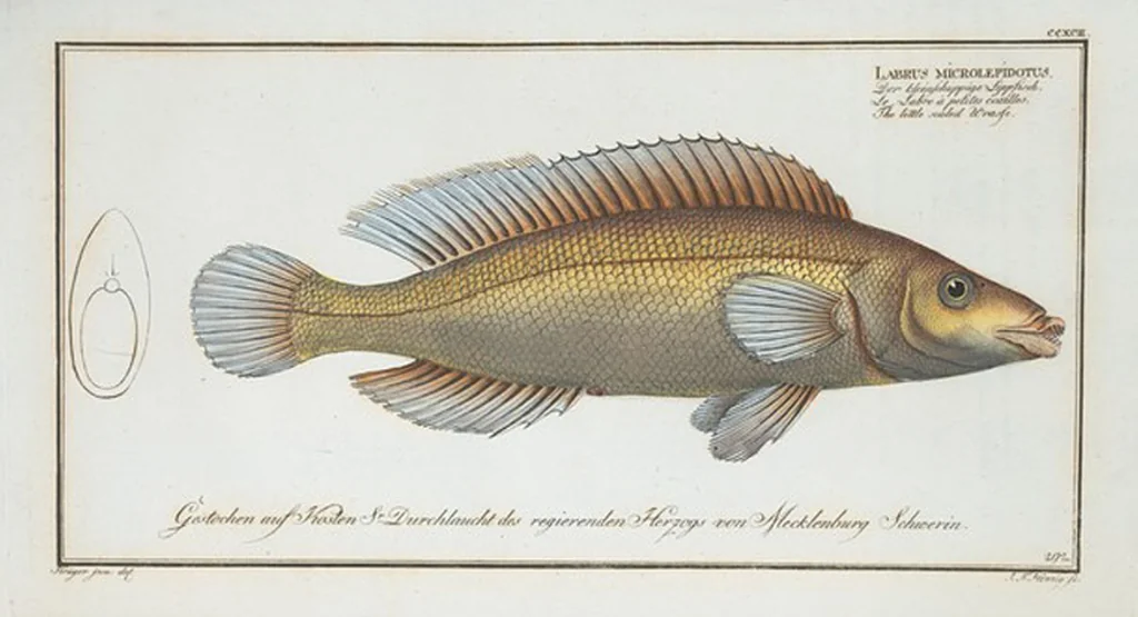 An illustration from Allgemeine Naturgeschichte der Fische. French = Ichtylogie, ou Histoire naturelle : generale et particuliere des poissons, 1785, leaf 310
