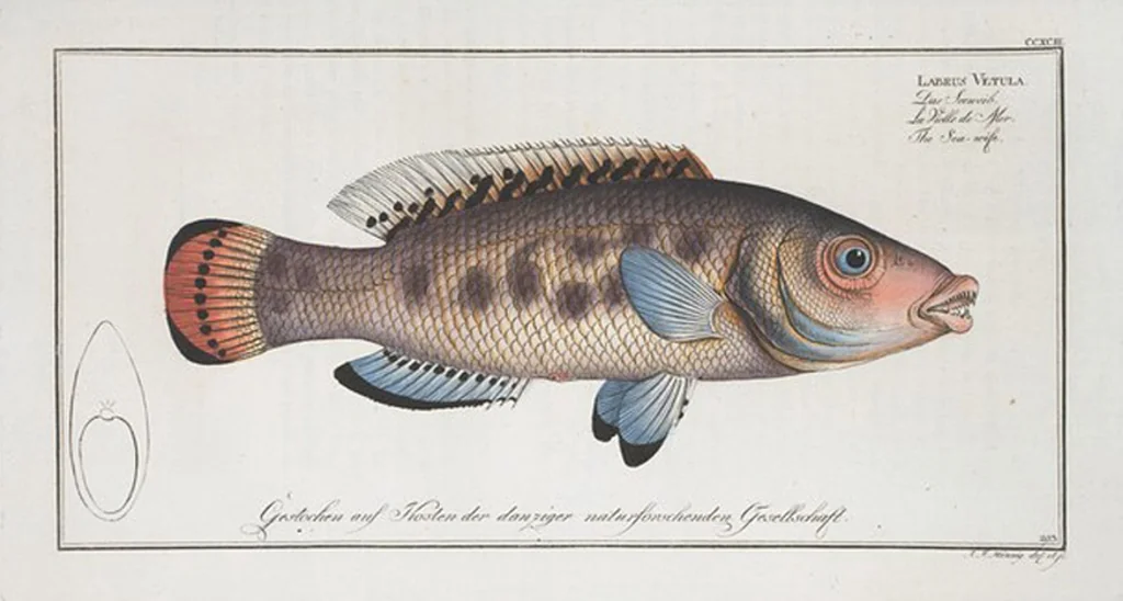 An illustration from Allgemeine Naturgeschichte der Fische. French = Ichtylogie, ou Histoire naturelle : generale et particuliere des poissons, 1785, leaf 311