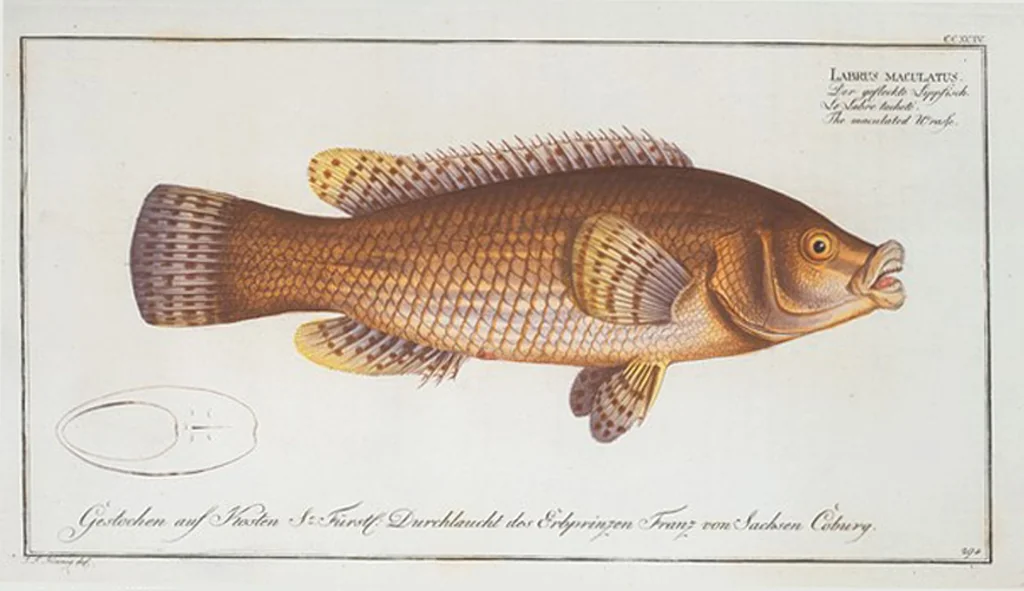 An illustration from Allgemeine Naturgeschichte der Fische. French = Ichtylogie, ou Histoire naturelle : generale et particuliere des poissons, 1785, leaf 312