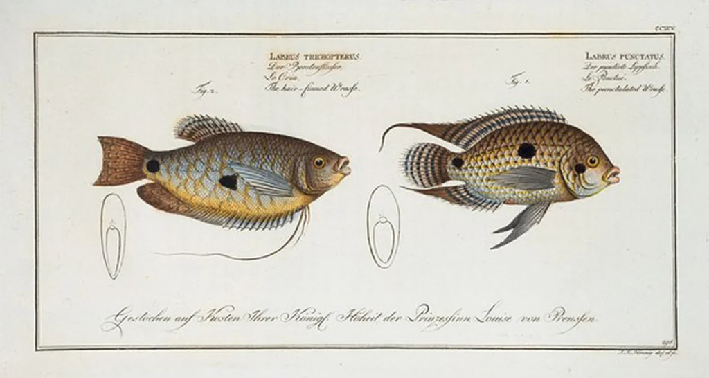 An illustration from Allgemeine Naturgeschichte der Fische. French = Ichtylogie, ou Histoire naturelle : generale et particuliere des poissons, 1785, leaf 313