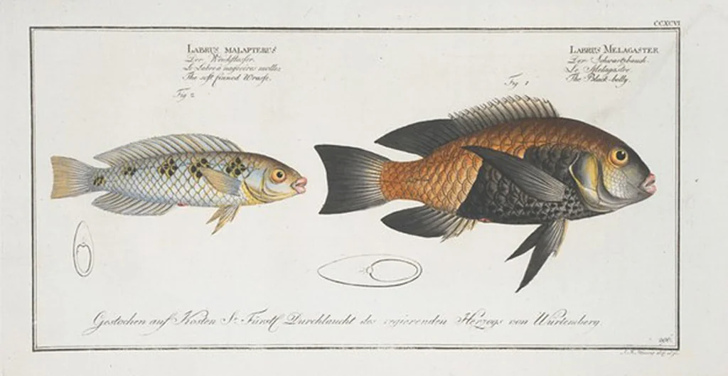 An illustration from Allgemeine Naturgeschichte der Fische. French = Ichtylogie, ou Histoire naturelle : generale et particuliere des poissons, 1785, leaf 314