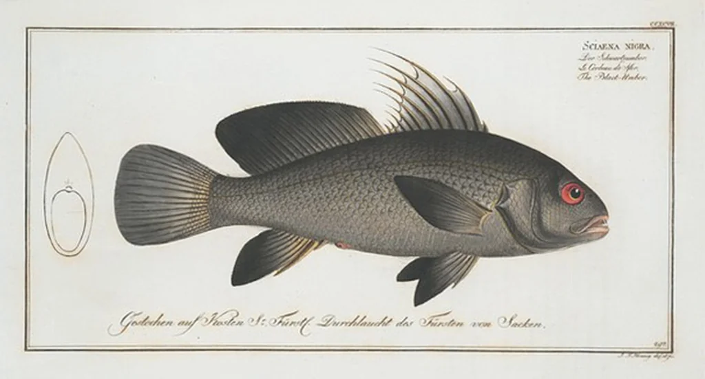 An illustration from Allgemeine Naturgeschichte der Fische. French = Ichtylogie, ou Histoire naturelle : generale et particuliere des poissons, 1785, leaf 315