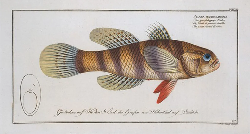 An illustration from Allgemeine Naturgeschichte der Fische. French = Ichtylogie, ou Histoire naturelle : generale et particuliere des poissons, 1785, leaf 316
