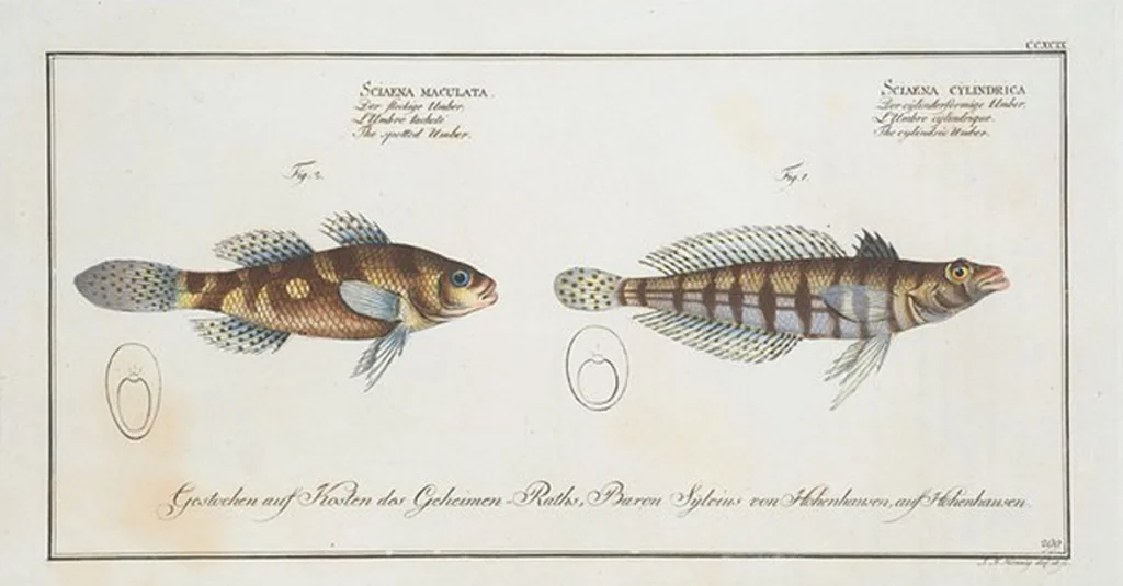 An illustration from Allgemeine Naturgeschichte der Fische. French = Ichtylogie, ou Histoire naturelle : generale et particuliere des poissons, 1785, leaf 317