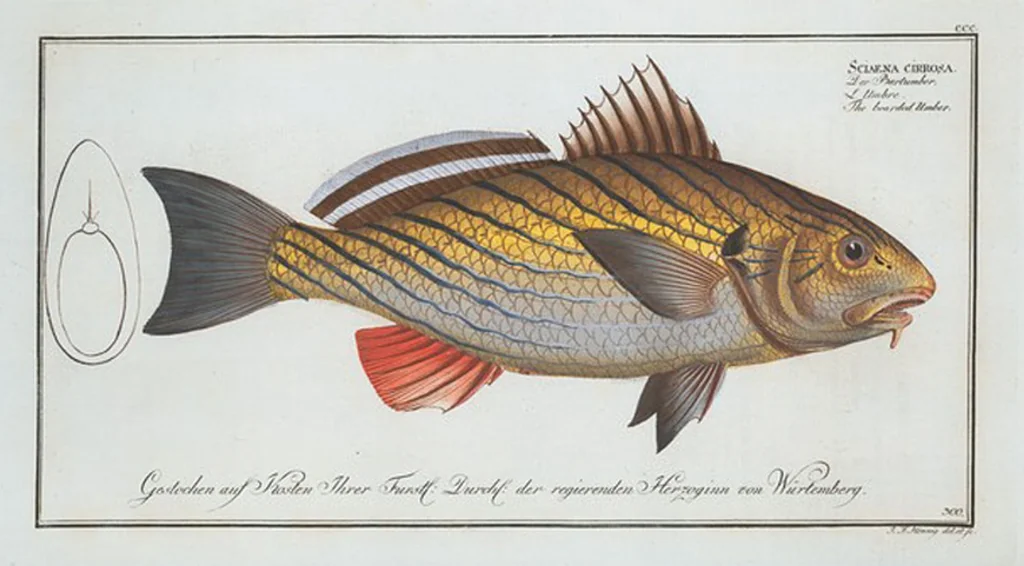 An illustration from Allgemeine Naturgeschichte der Fische. French = Ichtylogie, ou Histoire naturelle : generale et particuliere des poissons, 1785, leaf 318