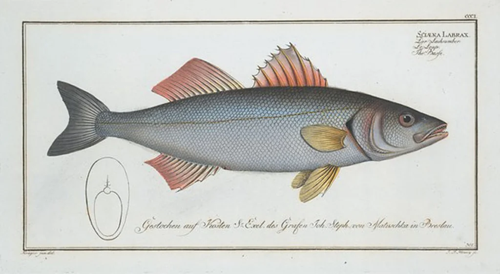 An illustration from Allgemeine Naturgeschichte der Fische. French = Ichtylogie, ou Histoire naturelle : generale et particuliere des poissons, 1785, leaf 319