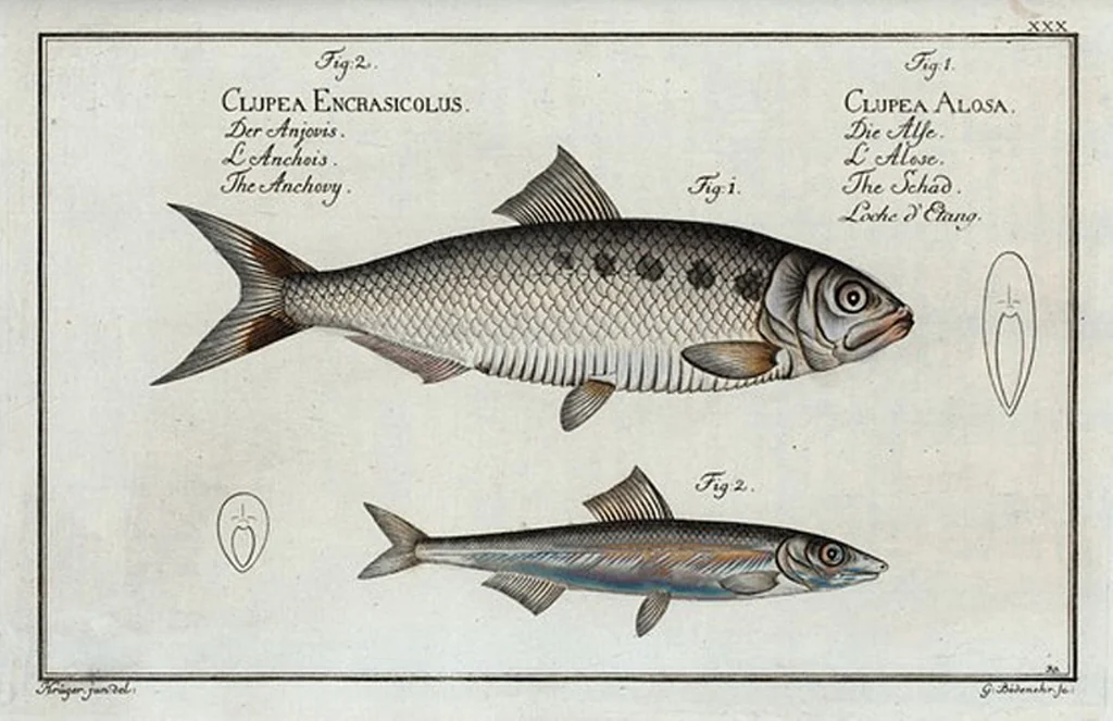 An illustration from Allgemeine Naturgeschichte der Fische. French = Ichtylogie, ou Histoire naturelle : generale et particuliere des poissons, 1785, leaf 32