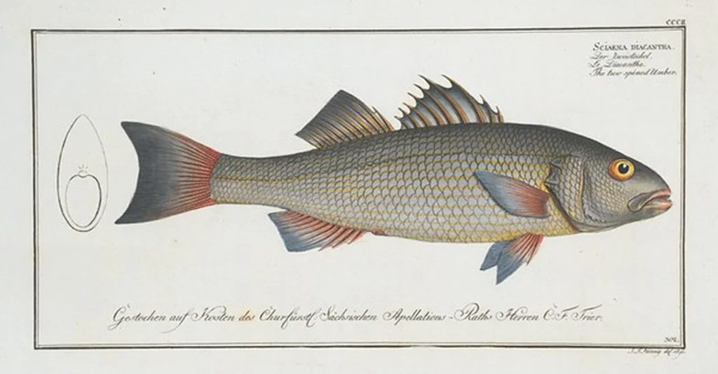 An illustration from Allgemeine Naturgeschichte der Fische. French = Ichtylogie, ou Histoire naturelle : generale et particuliere des poissons, 1785, leaf 320