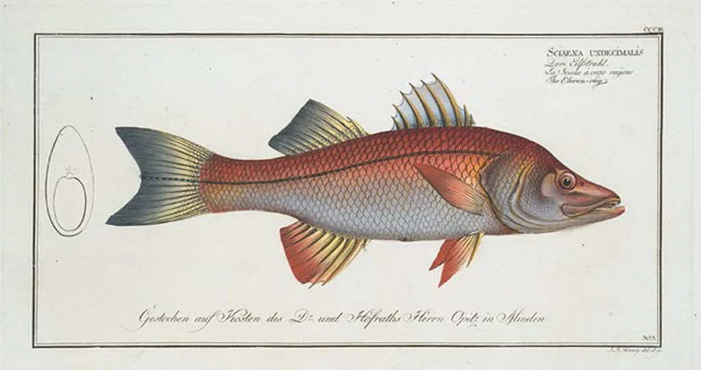 An illustration from Allgemeine Naturgeschichte der Fische. French = Ichtylogie, ou Histoire naturelle : generale et particuliere des poissons, 1785, leaf 321