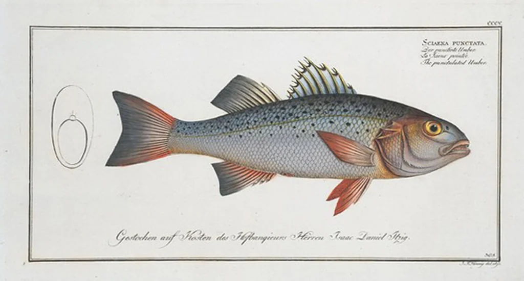 An illustration from Allgemeine Naturgeschichte der Fische. French = Ichtylogie, ou Histoire naturelle : generale et particuliere des poissons, 1785, leaf 323