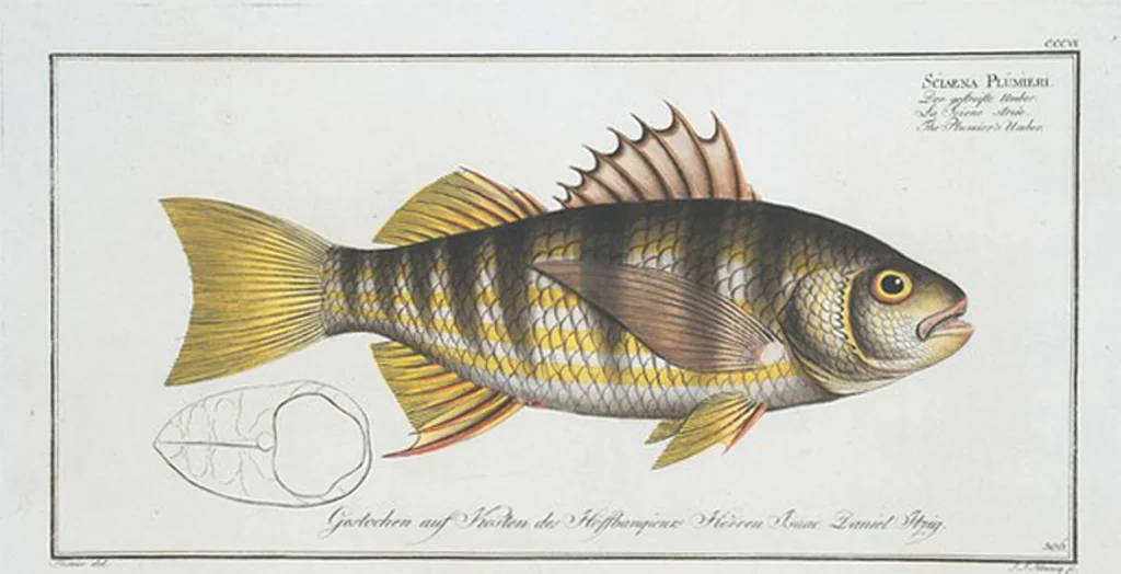 An illustration from Allgemeine Naturgeschichte der Fische. French = Ichtylogie, ou Histoire naturelle : generale et particuliere des poissons, 1785, leaf 324