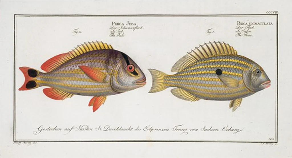 An illustration from Allgemeine Naturgeschichte der Fische. French = Ichtylogie, ou Histoire naturelle : generale et particuliere des poissons, 1785, leaf 326