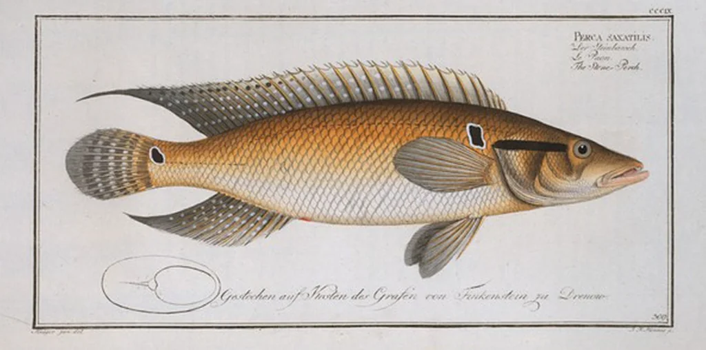 An illustration from Allgemeine Naturgeschichte der Fische. French = Ichtylogie, ou Histoire naturelle : generale et particuliere des poissons, 1785, leaf 327