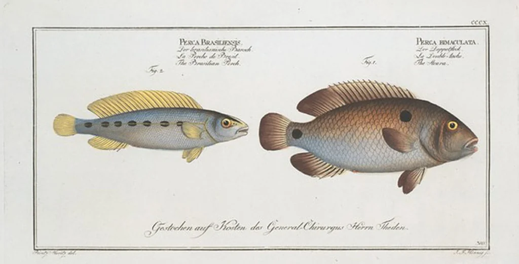 An illustration from Allgemeine Naturgeschichte der Fische. French = Ichtylogie, ou Histoire naturelle : generale et particuliere des poissons, 1785, leaf 328