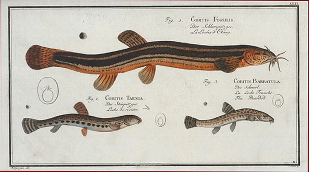 An illustration from Allgemeine Naturgeschichte der Fische. French = Ichtylogie, ou Histoire naturelle : generale et particuliere des poissons, 1785, leaf 33