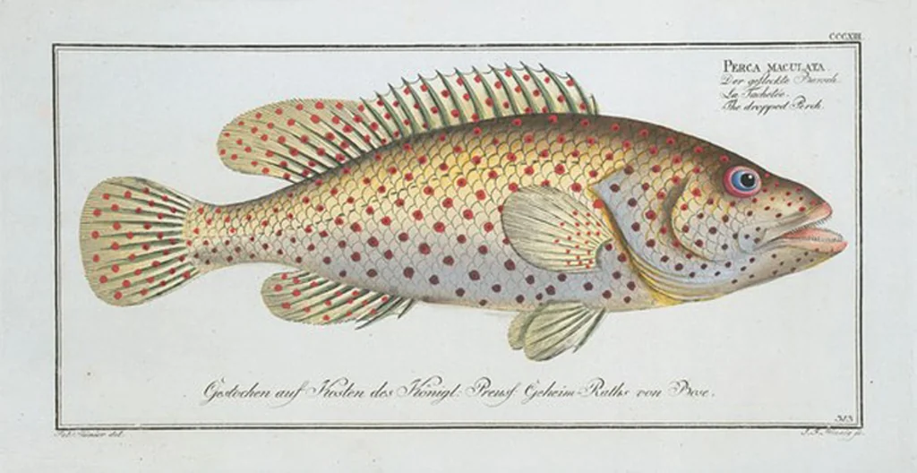 An illustration from Allgemeine Naturgeschichte der Fische. French = Ichtylogie, ou Histoire naturelle : generale et particuliere des poissons, 1785, leaf 331