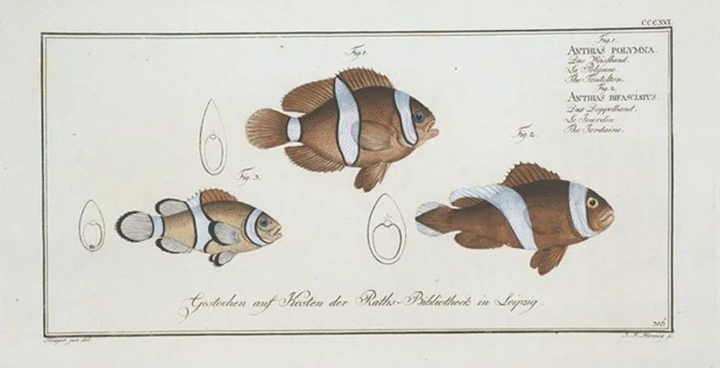 An illustration from Allgemeine Naturgeschichte der Fische. French = Ichtylogie, ou Histoire naturelle : generale et particuliere des poissons, 1785, leaf 334