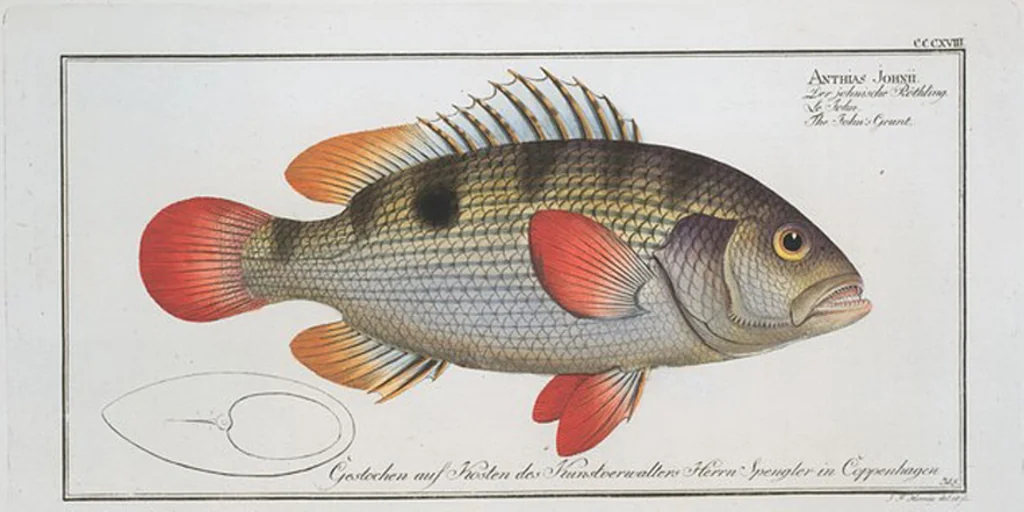 An illustration from Allgemeine Naturgeschichte der Fische. French = Ichtylogie, ou Histoire naturelle : generale et particuliere des poissons, 1785, leaf 336