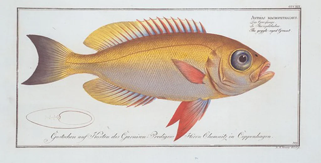 An illustration from Allgemeine Naturgeschichte der Fische. French = Ichtylogie, ou Histoire naturelle : generale et particuliere des poissons, 1785, leaf 337