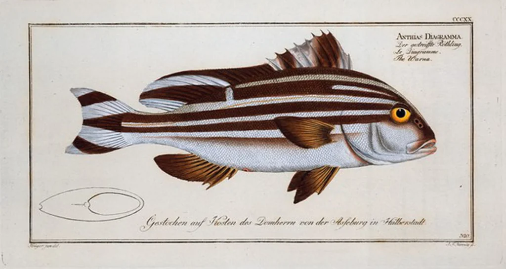 An illustration from Allgemeine Naturgeschichte der Fische. French = Ichtylogie, ou Histoire naturelle : generale et particuliere des poissons, 1785, leaf 338