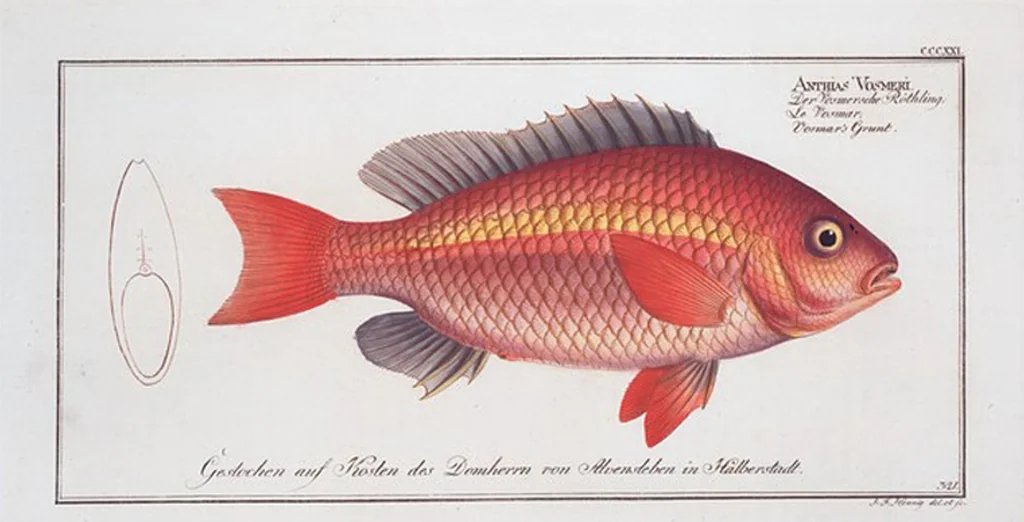 An illustration from Allgemeine Naturgeschichte der Fische. French = Ichtylogie, ou Histoire naturelle : generale et particuliere des poissons, 1785, leaf 339