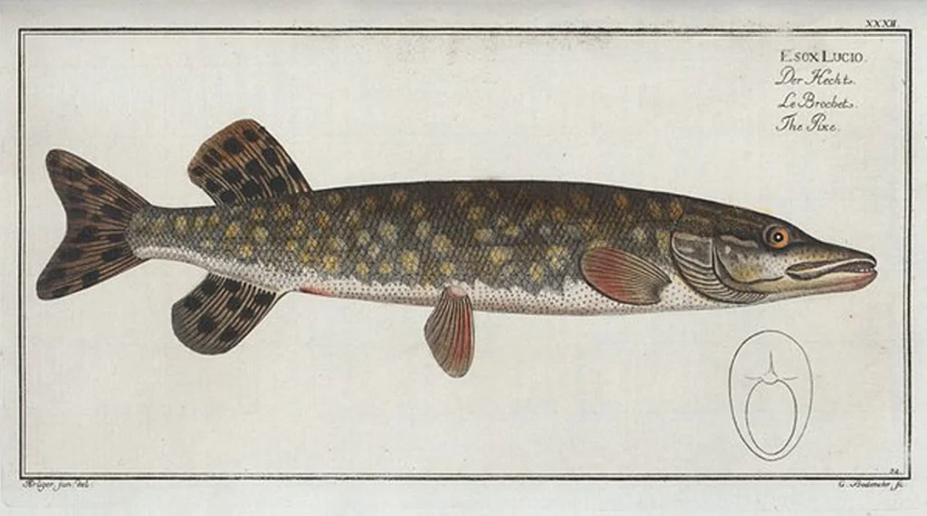 An illustration from Allgemeine Naturgeschichte der Fische. French = Ichtylogie, ou Histoire naturelle : generale et particuliere des poissons, 1785, leaf 34