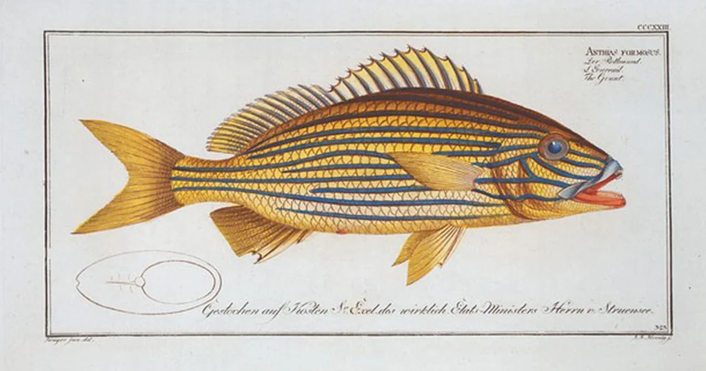 An illustration from Allgemeine Naturgeschichte der Fische. French = Ichtylogie, ou Histoire naturelle : generale et particuliere des poissons, 1785, leaf 341