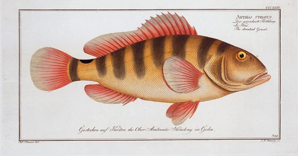 An illustration from Allgemeine Naturgeschichte der Fische. French = Ichtylogie, ou Histoire naturelle : generale et particuliere des poissons, 1785, leaf 342