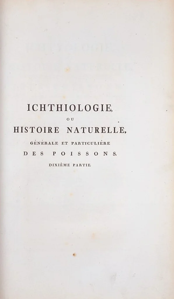 An illustration from Allgemeine Naturgeschichte der Fische. French = Ichtylogie, ou Histoire naturelle : generale et particuliere des poissons, 1785, leaf 343