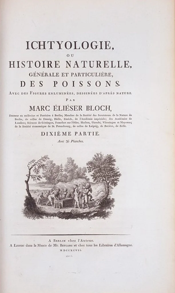 An illustration from Allgemeine Naturgeschichte der Fische. French = Ichtylogie, ou Histoire naturelle : generale et particuliere des poissons, 1785, leaf 344