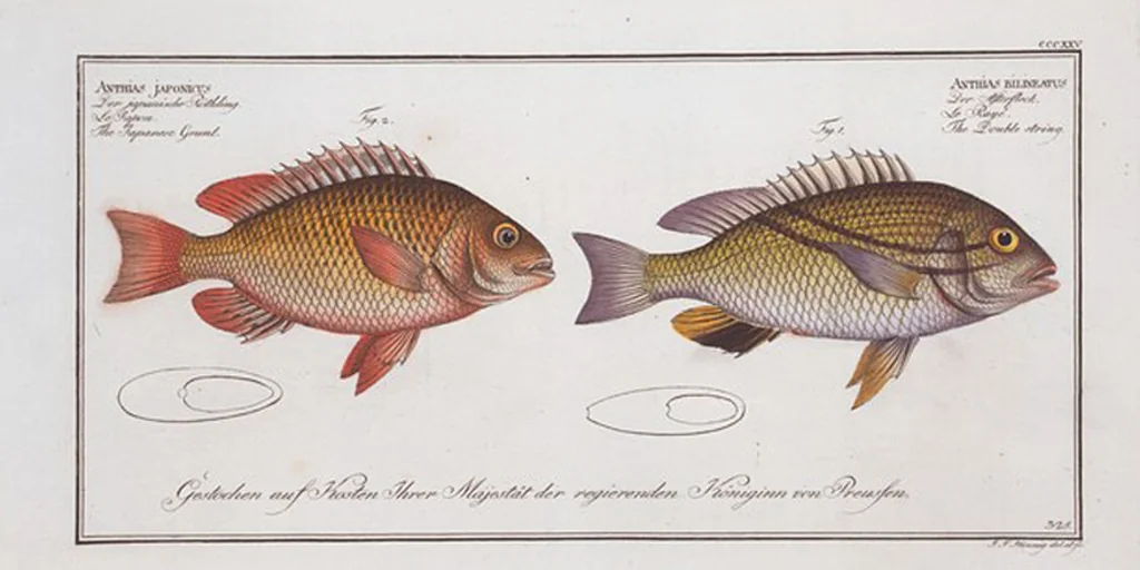 An illustration from Allgemeine Naturgeschichte der Fische. French = Ichtylogie, ou Histoire naturelle : generale et particuliere des poissons, 1785, leaf 345