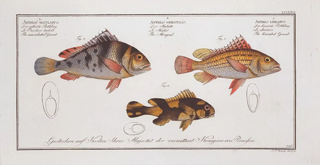 An illustration from Allgemeine Naturgeschichte der Fische. French = Ichtylogie, ou Histoire naturelle : generale et particuliere des poissons, 1785, leaf 346