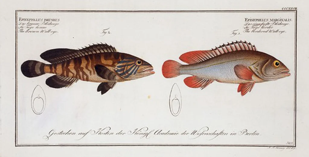 An illustration from Allgemeine Naturgeschichte der Fische. French = Ichtylogie, ou Histoire naturelle : generale et particuliere des poissons, 1785, leaf 348